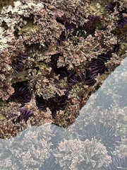 Strongylocentrotus purpuratus