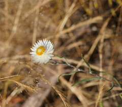 Helichrysum leucopsideum