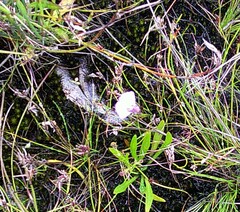 Utricularia dichotoma