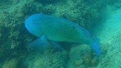 Choerodon schoenleinii