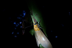 Asota