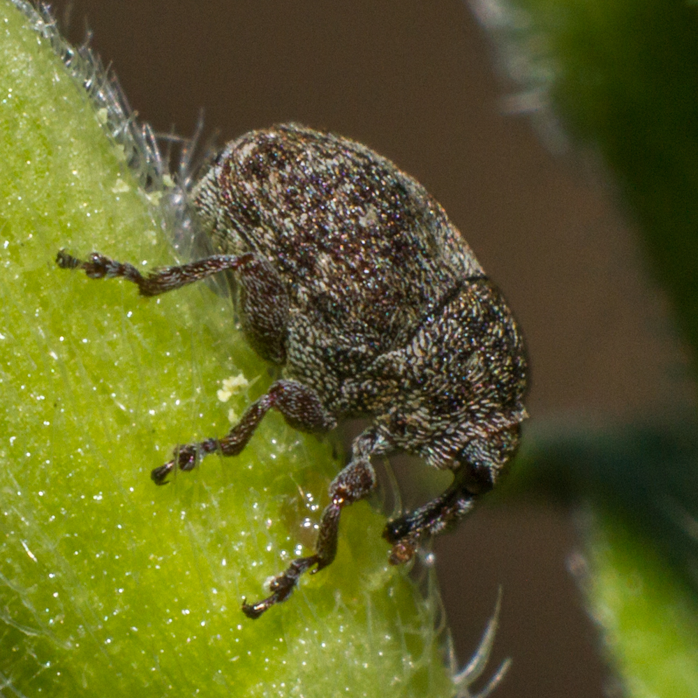 Acanthoscelidius acephalus