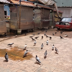 Columba livia domestica