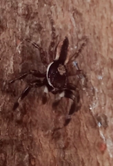 Menemerus