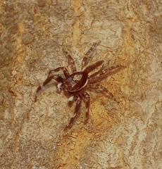 Menemerus