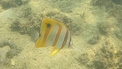 Chelmon rostratus