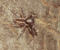 Menemerus