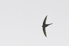 Cypsiurus parvus