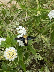 Sataspes