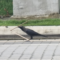Corvus splendens