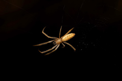 Larinia