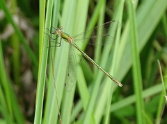 Lestes virens