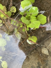 Cardamine pensylvanica