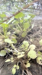 Cardamine pensylvanica