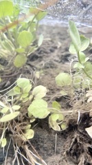 Cardamine pensylvanica
