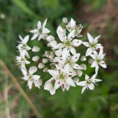 Allium ramosum