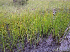 Bolboschoenus caldwellii