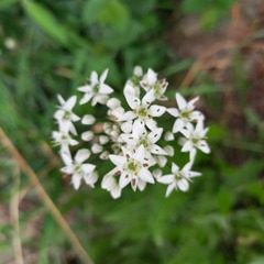 Allium ramosum