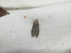 Semioscopis avellanella