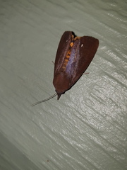 Hypocala guttiventris