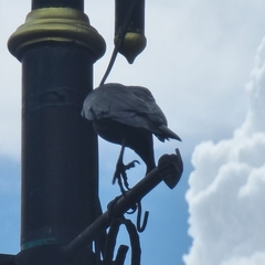 Corvus splendens