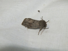 Orthosia populeti