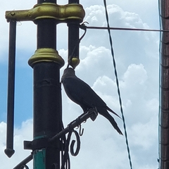 Corvus splendens