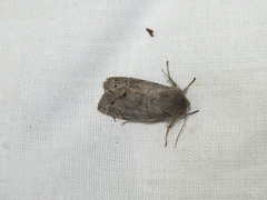 Orthosia populeti