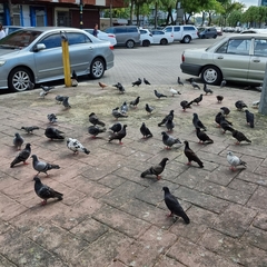 Columba livia domestica