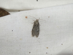 Semioscopis avellanella