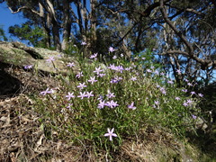Lithotoma axillaris