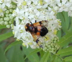 Volucella inflata