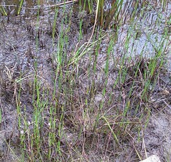 Machaerina rubiginosa