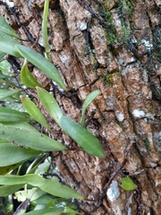 Pyrrosia