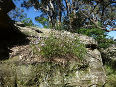 Lithotoma axillaris