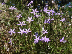 Lithotoma axillaris