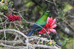 Nectarinia famosa famosa