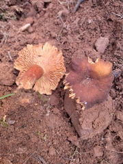 Lactarius serifluus