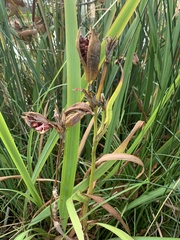 Iris pseudacorus