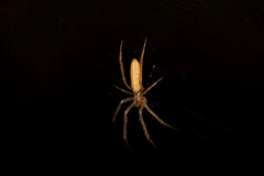 Larinia