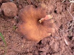 Lactarius serifluus