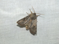 Orthosia incerta