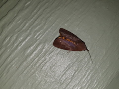 Hypocala guttiventris