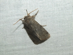 Orthosia incerta