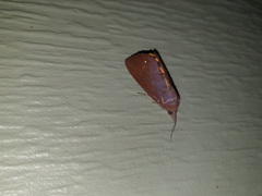 Hypocala guttiventris