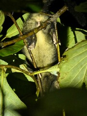 Paradoxurus hermaphroditus hermaphroditus