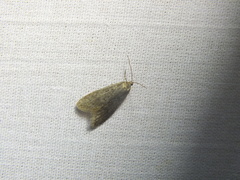 Semioscopis avellanella