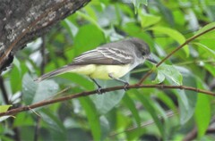 Myiarchus venezuelensis