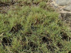 Paspalum distichum