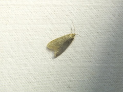 Semioscopis avellanella